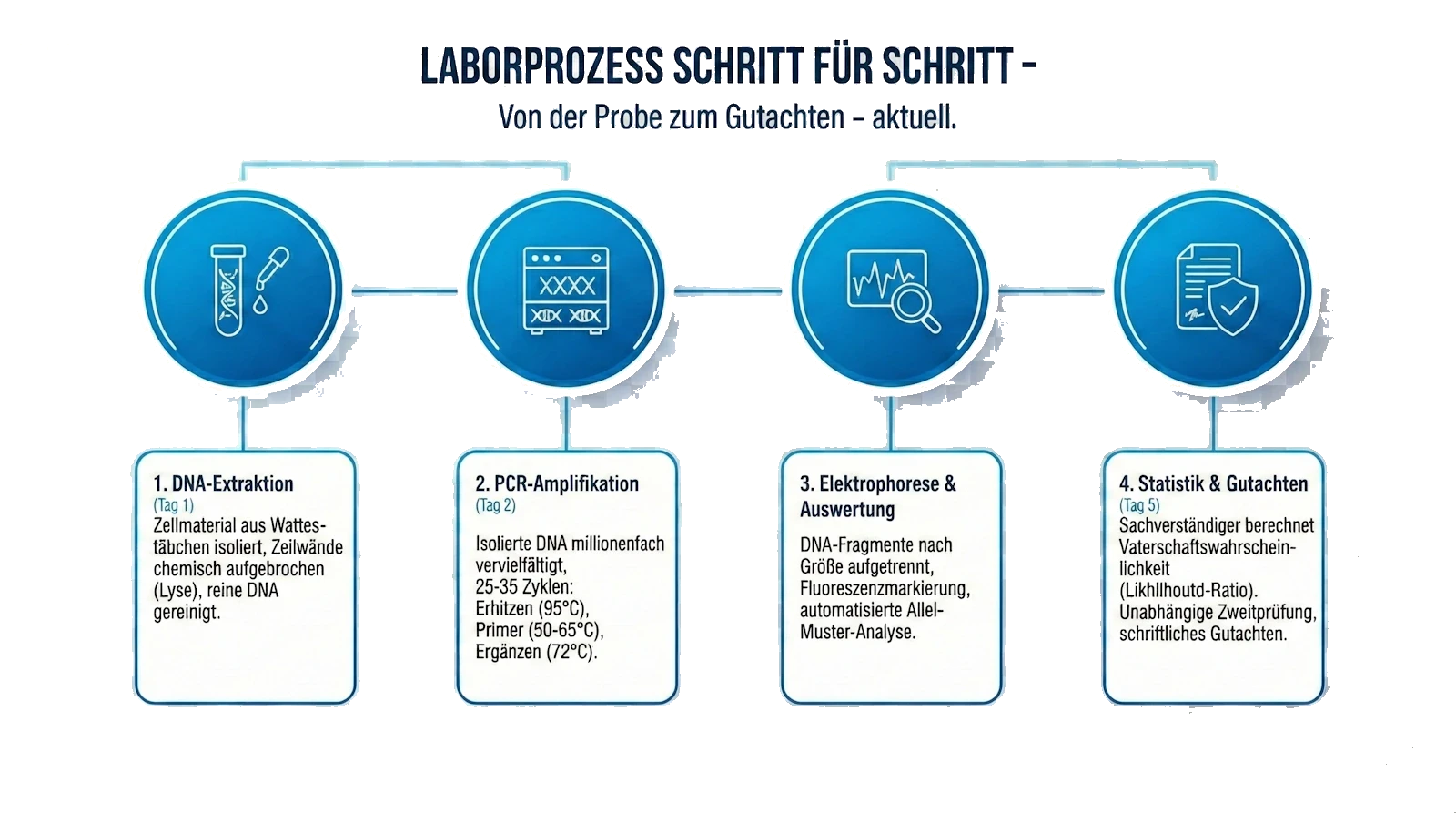 Infografik: Der Laborprozess eines Vaterschaftstests Schritt für Schritt — von der DNA-Extraktion über PCR-Amplifikation und Elektrophorese bis zum fertigen Gutachten